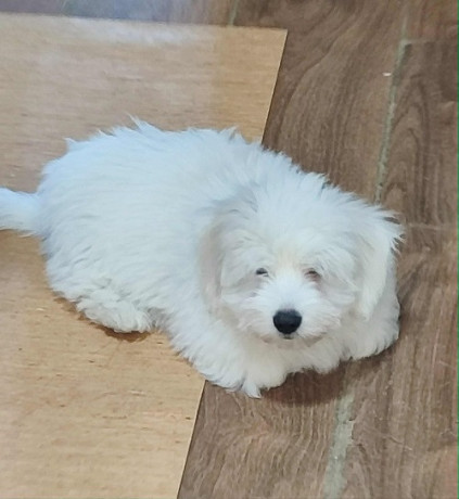 coton-de-tulear-stenci-big-4