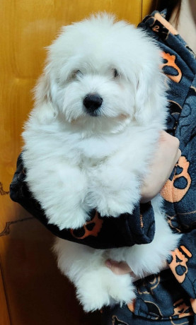 coton-de-tulear-stenci-big-3