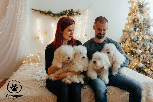 coton-de-tulear-stenci-big-0