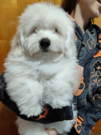 coton-de-tulear-stenci-big-1