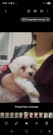 kovrdzavi-bison-bichon-frise-stenci-big-2