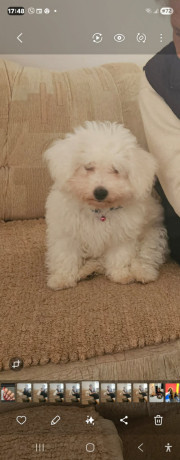 kovrdzavi-bison-bichon-frise-stenci-big-1