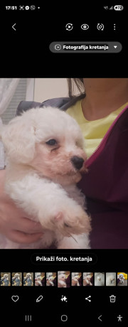 kovrdzavi-bison-bichon-frise-stenci-big-0