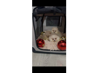 Pomeranac, štenci vrhunskog kvaliteta