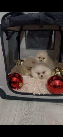 pomeranac-stenci-vrhunskog-kvaliteta-big-0