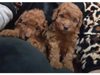 Crvena toy pudla prelepi štenci !!