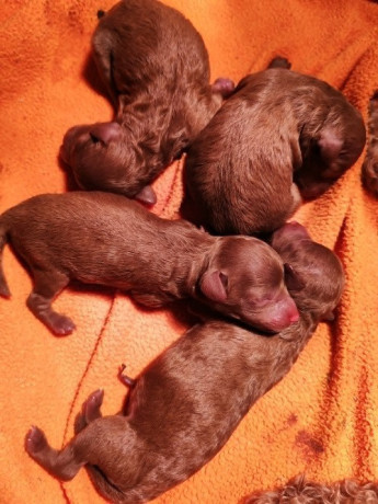 crvena-toy-pudla-prelepi-stenci-big-3