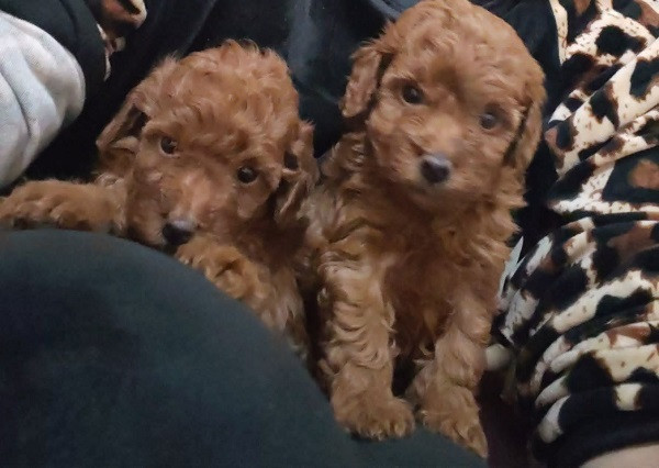 crvena-toy-pudla-prelepi-stenci-big-0