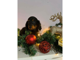 Mini dugodlaki jazavčari, štenci