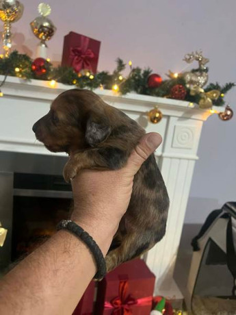 mini-dugodlaki-jazavcari-stenci-big-3