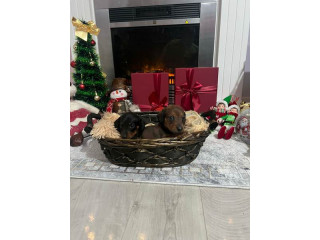 Mini kratkodlaki jazavičari, štenci