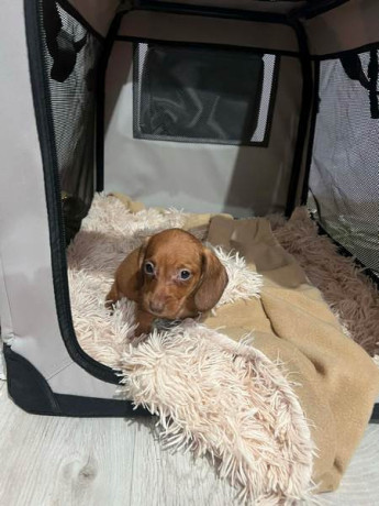 mini-kratkodlaki-jazavicari-stenci-big-3