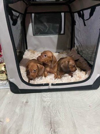 mini-kratkodlaki-jazavicari-stenci-big-4