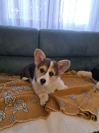 velski-korgi-pembrok-trikolor-big-3