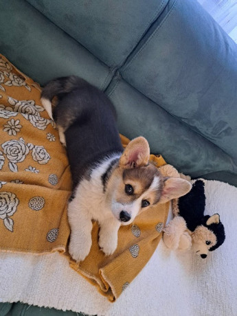 velski-korgi-pembrok-trikolor-big-2