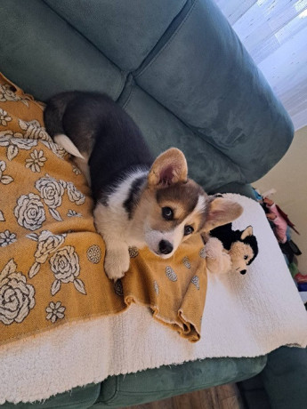 velski-korgi-pembrok-trikolor-big-4