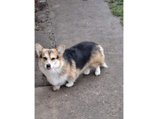 Velški Korgi, star 18 meseci