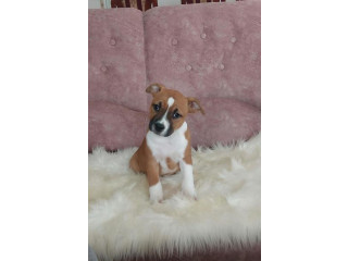 Američki stafordski terijer štenci