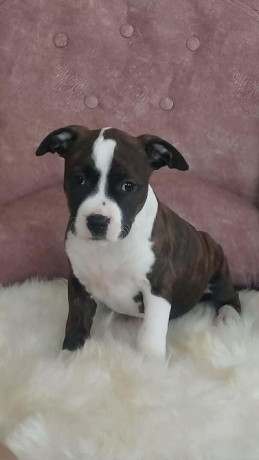 americki-stafordski-terijer-stenci-big-1