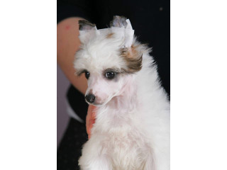 Kineski ćubasti pas štenci