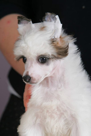 kineski-cubasti-pas-stenci-big-0