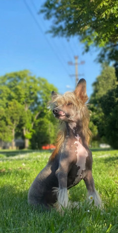 kineski-cubasti-pas-stenci-big-1