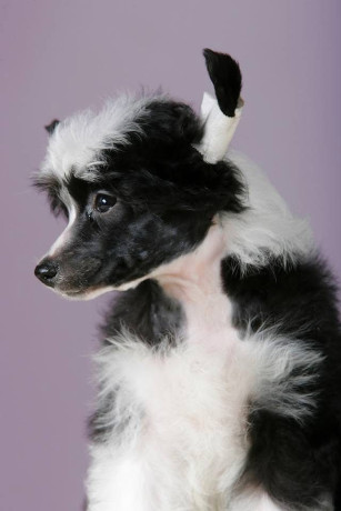 kineski-cubasti-pas-stenci-big-2