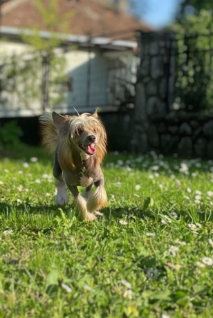 kineski-cubasti-pas-stenci-big-4