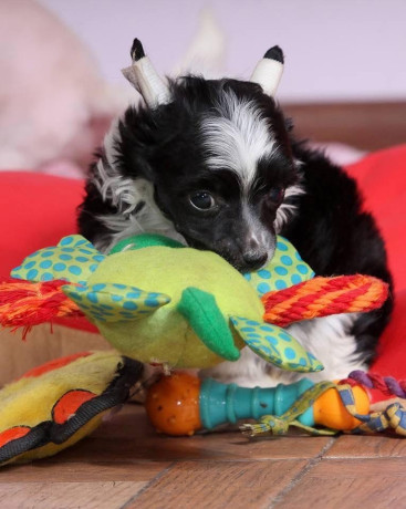 kineski-cubasti-pas-stenci-big-3