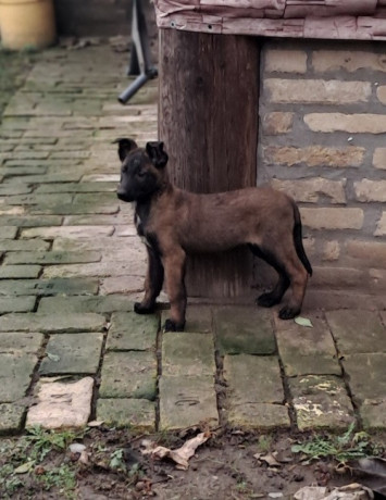 belgijski-ovcar-malinoa-big-1