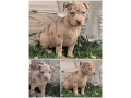 pit-bull-stenci-red-nose-lilac-merle-exotic-small-2