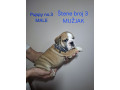 engleski-buldog-stenci-small-2