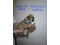 engleski-buldog-stenci-small-3