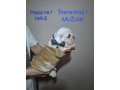 engleski-buldog-stenci-small-4