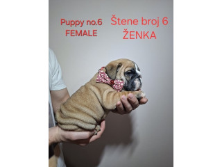 Engleski buldog, štenci !