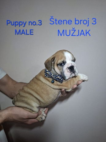 engleski-buldog-stenci-big-2