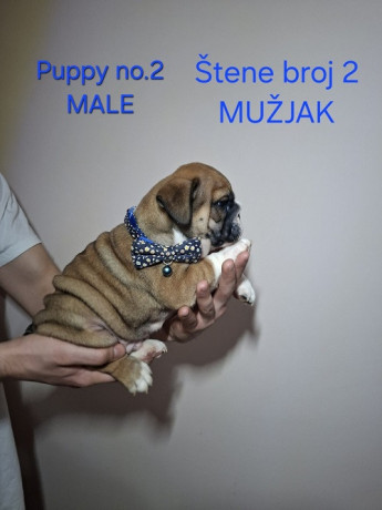engleski-buldog-stenci-big-3