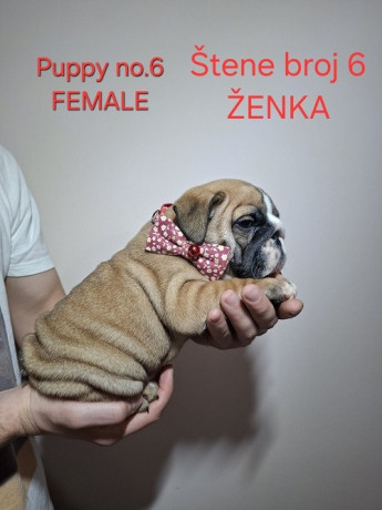 engleski-buldog-stenci-big-0