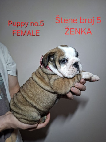 engleski-buldog-stenci-big-1