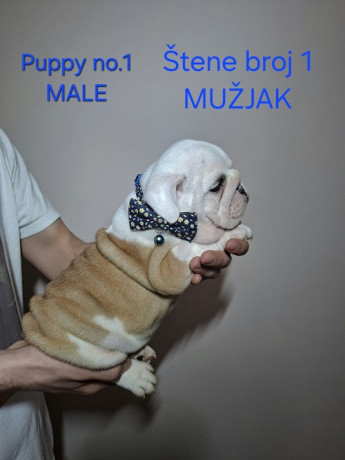 engleski-buldog-stenci-big-4