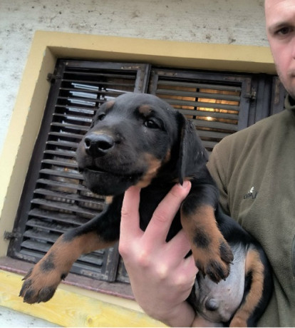 nlt-nemacki-lovni-terijer-big-2