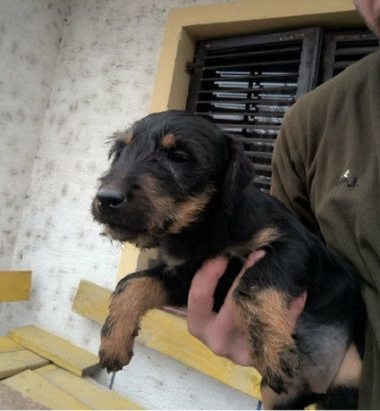 nlt-nemacki-lovni-terijer-big-1