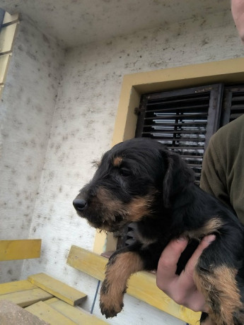 nlt-nemacki-lovni-terijer-big-0