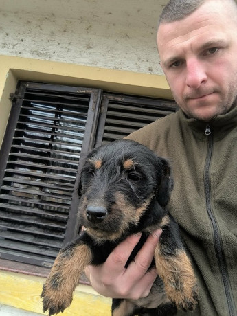 nlt-nemacki-lovni-terijer-big-3