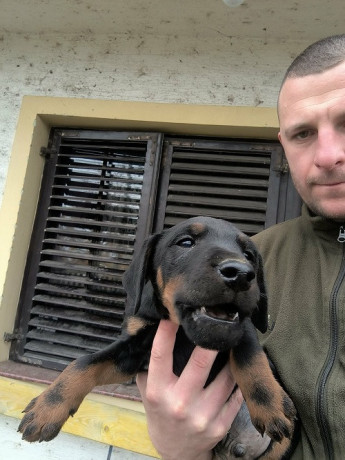 nlt-nemacki-lovni-terijer-big-4