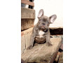 francuski-buldog-egzoticni-stenci-small-2