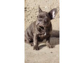 francuski-buldog-egzoticni-stenci-small-3