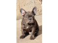 francuski-buldog-egzoticni-stenci-small-0