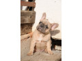 francuski-buldog-egzoticni-stenci-small-1