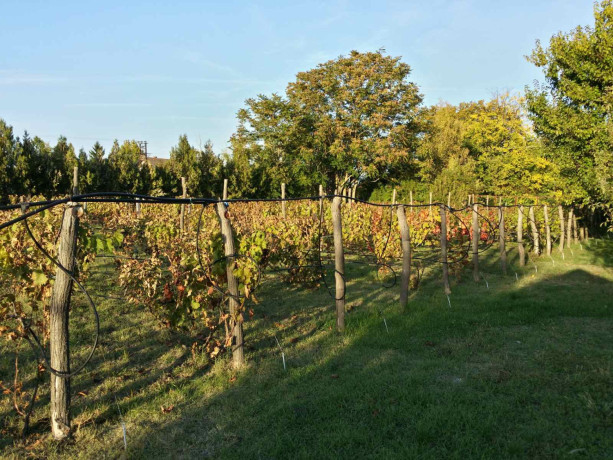 bio-salas-blizu-subotice-big-2